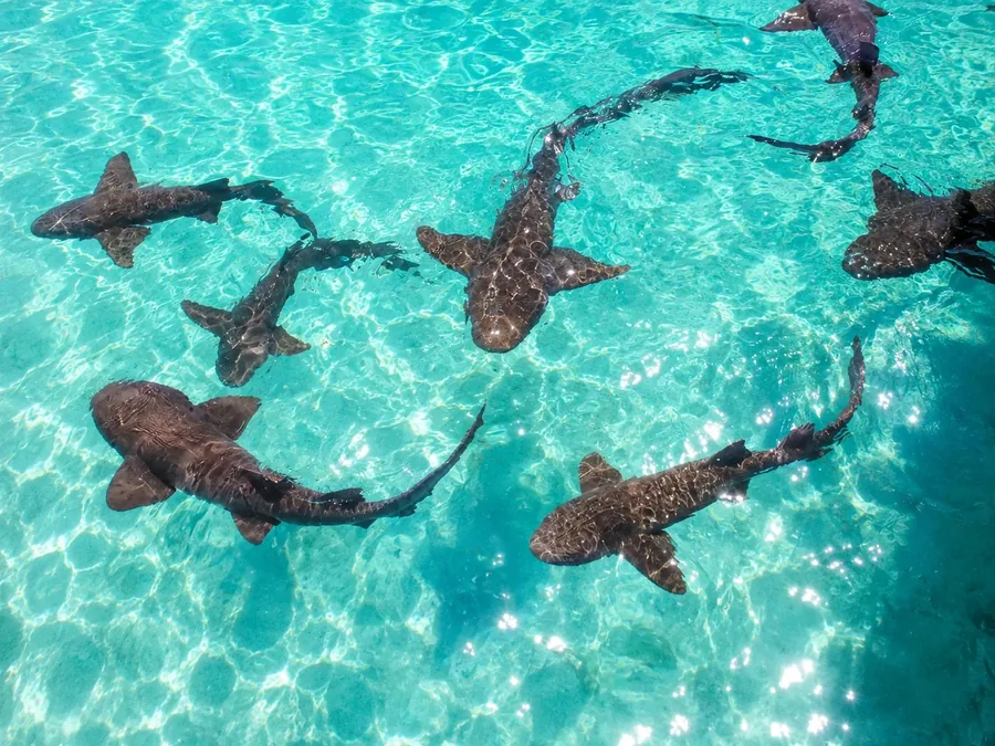 Nurse sharks gathered in shin deep turquoise water over a pale sand bottom off Bimini