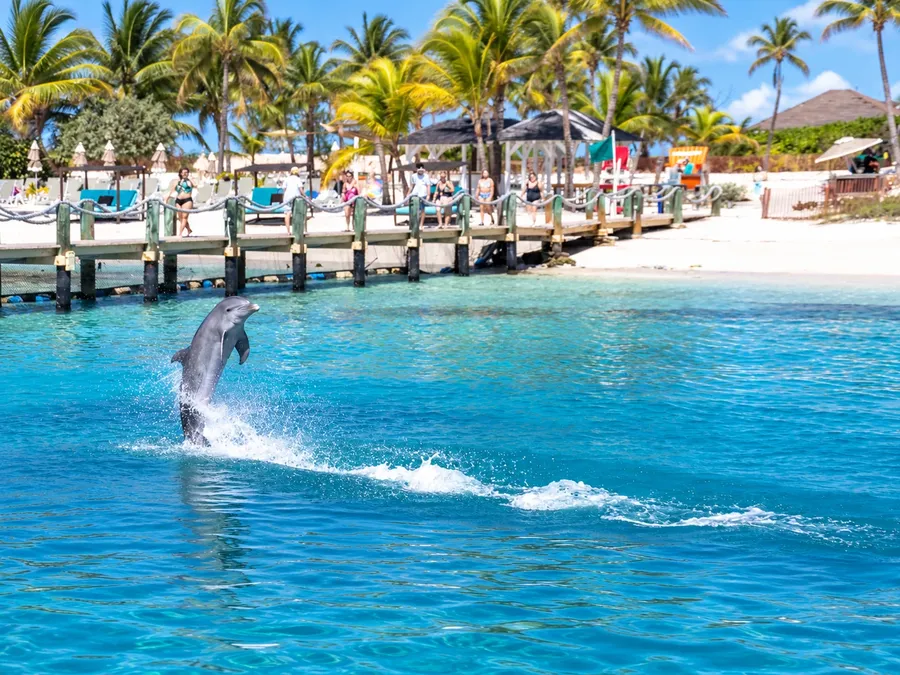 A dolphin leaping out of turquoise water off the beach and dock at Blue Lagoon Island, palms and cabanas behind