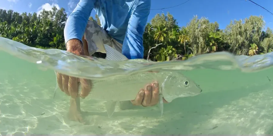 An angler releasing a bonefish on the flats, seen half above and half below the waterline