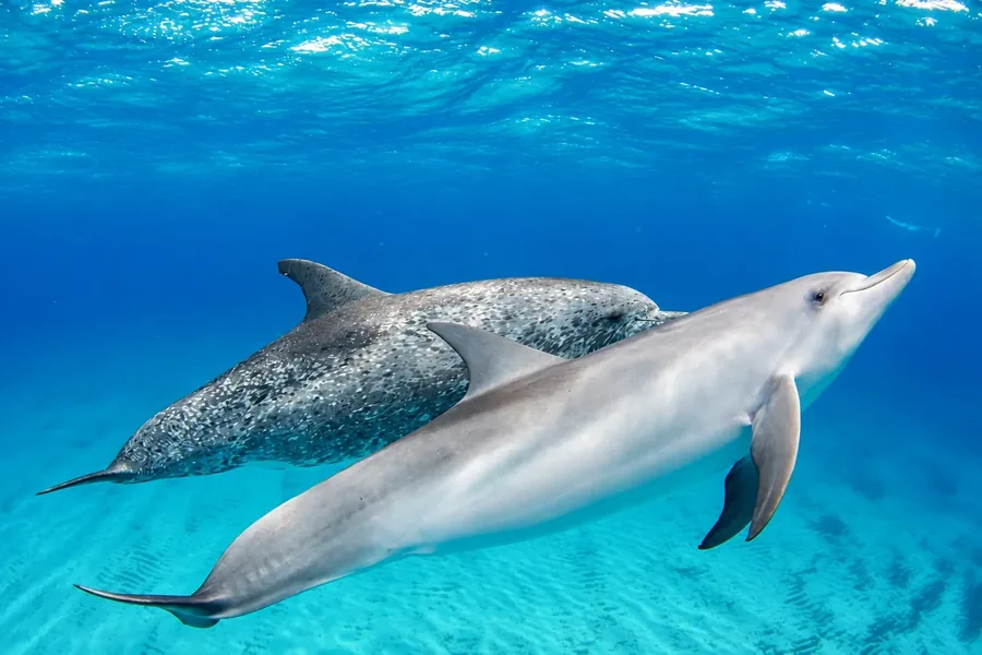 Two dolphins swimming side by side over a pale sand bottom in clear blue water, one spotted and one plain, the surface lit above them