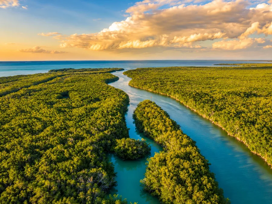 Mangrove channels winding through the Everglades out to open water, seen from the air in golden evening light