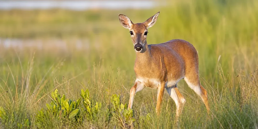 A Key deer standing in tall coastal grass in low evening light, mangrove leaves in front of it and shallow water behind