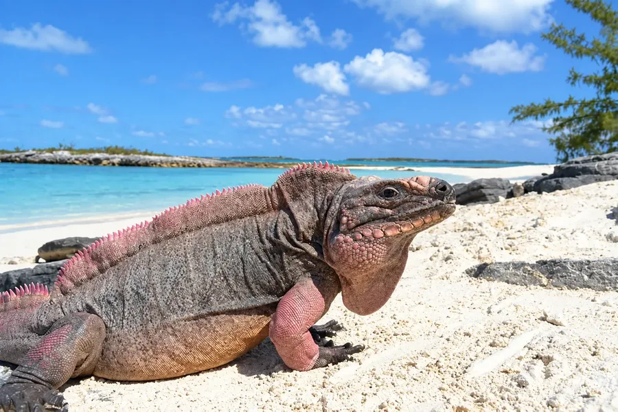 A rock iguana with pink spines along its back resting on white sand, turquoise shallows and a low green cay behind it