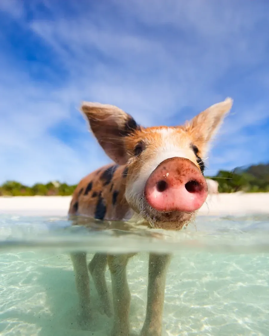 A swimming pig wading out through clear shallow water in the Exumas