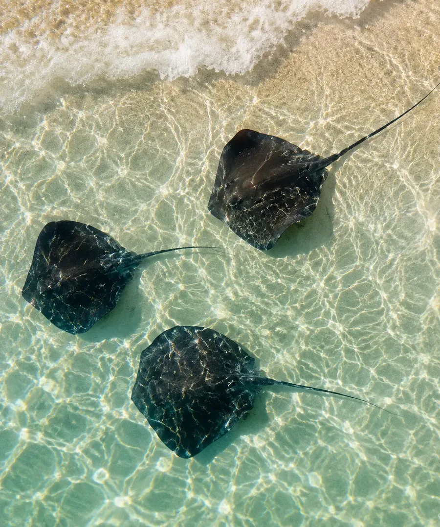 Three stingrays gliding over rippled pale sand in ankle deep clear water, with the white foam of a small wave breaking at the top of the frame, seen from directly above